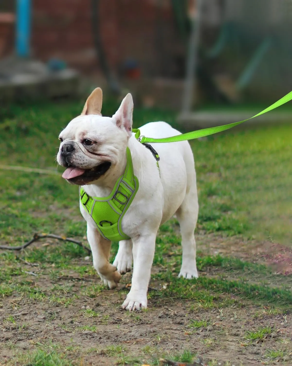 Joytale Step-in No Pull Dog Harness for Small Dogs with 2 Leash Clips, Reflective Pet Vest with Easy Control Handle, Adjustable Soft Padded Harness for Walking and Training, Green,S