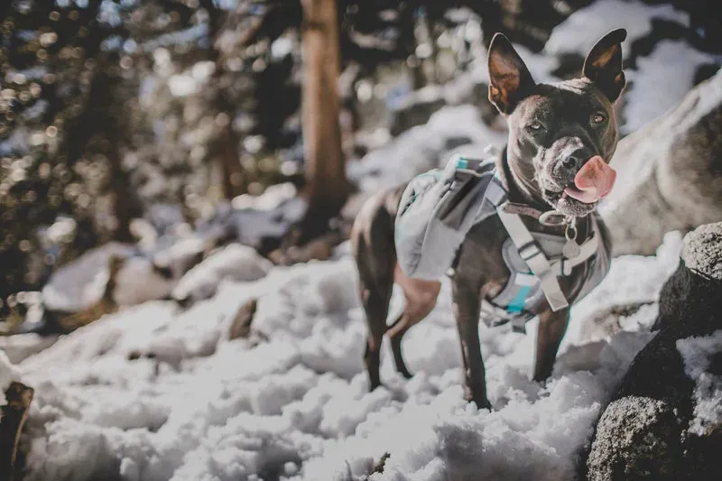 K9 Dog Pack