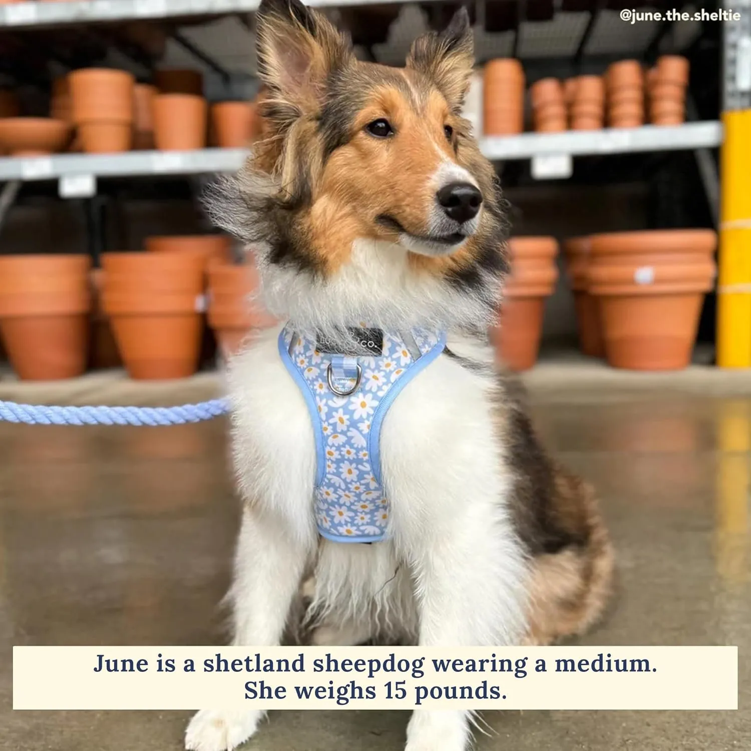 Lucy & Co. The Simply Splendid No-Pull Dog Harness – Size X-Small – Vest to Stop Pulling & Walk Easy – Comfortable Leash Training Product w/Adjustable Chest & Neck Straps