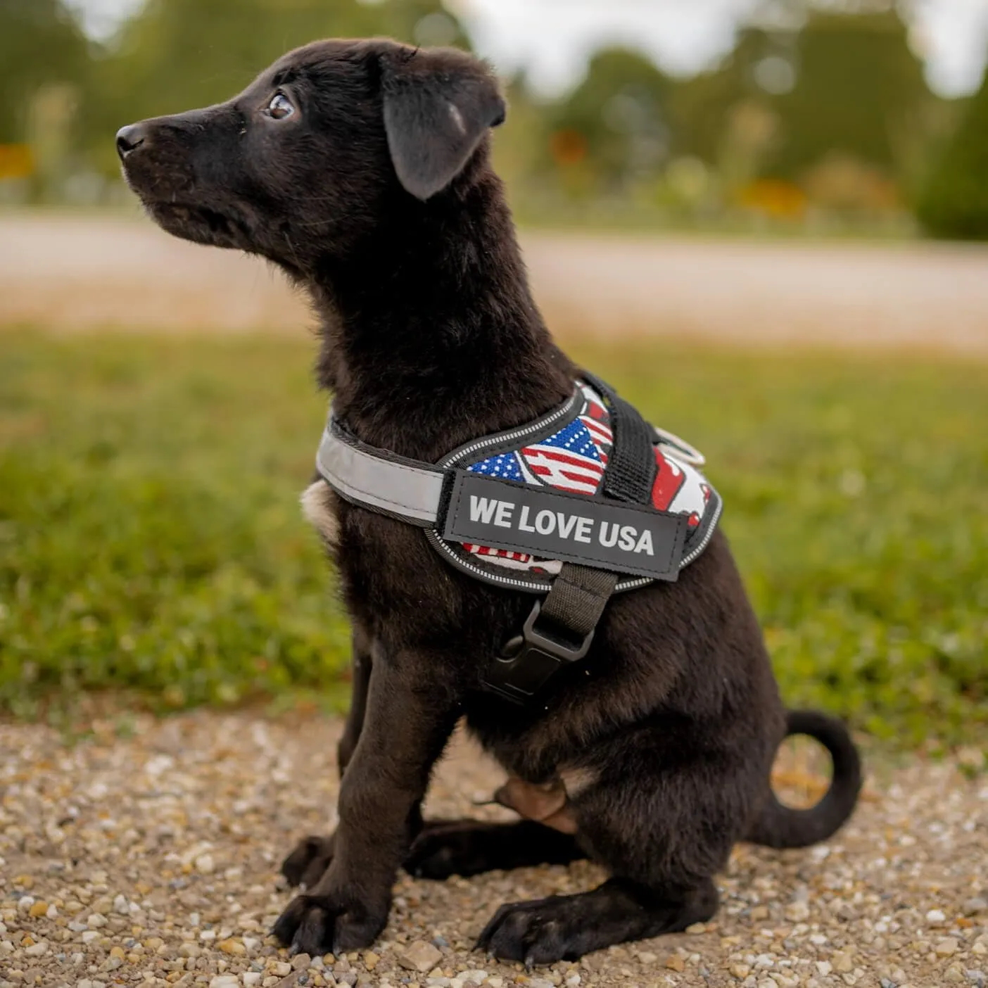 Personalized No-Pull Dog Harness with Name Patch, Adjustable, Reflective, Padded, Heavy Duty Pet Vest to Prevent Tugging, Pulling, or Choking, Training and Walking, Motorsport, XS