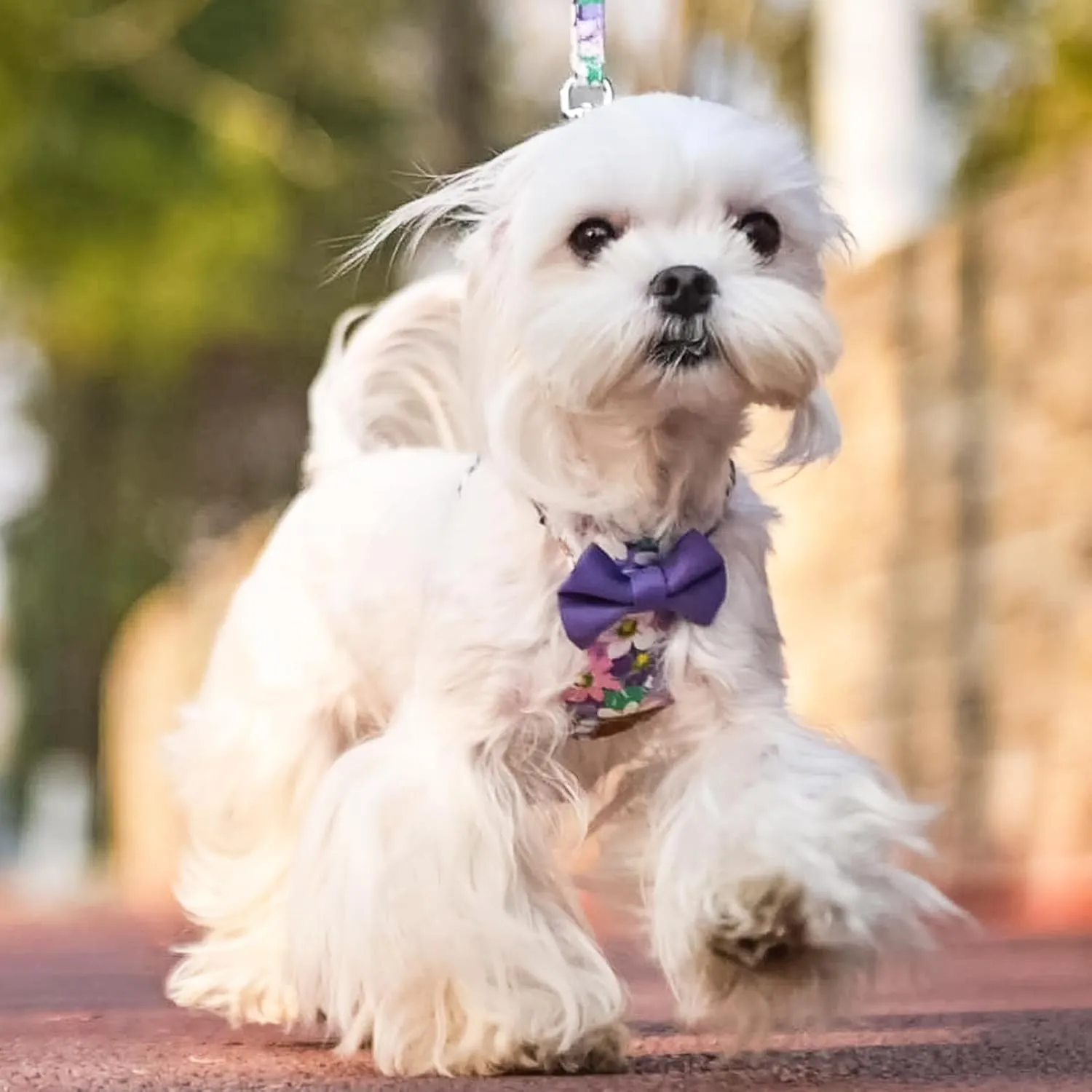 PUPTECK Dog Harness and Leash Set Small Sized, Step-in Cute Puppy Harness, Soft Lightweight Padded Vest, Escape Proof No Pull Pet Harnesses Easy for Walking, Flower Purple, S