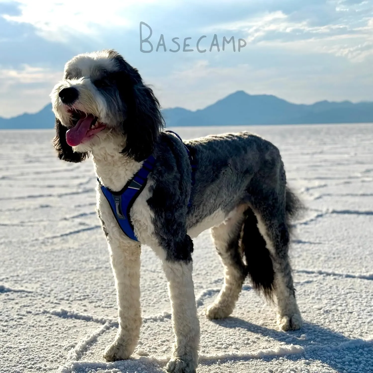 ShawnCo Basecamp Dog Harness, No-Pull Pet Vest with 3 Leash Clips, Padded, Reflective, Lightweight and Adjustable Harness with Handle for Small, Medium and Large Dogs (ICY Lilac, M)