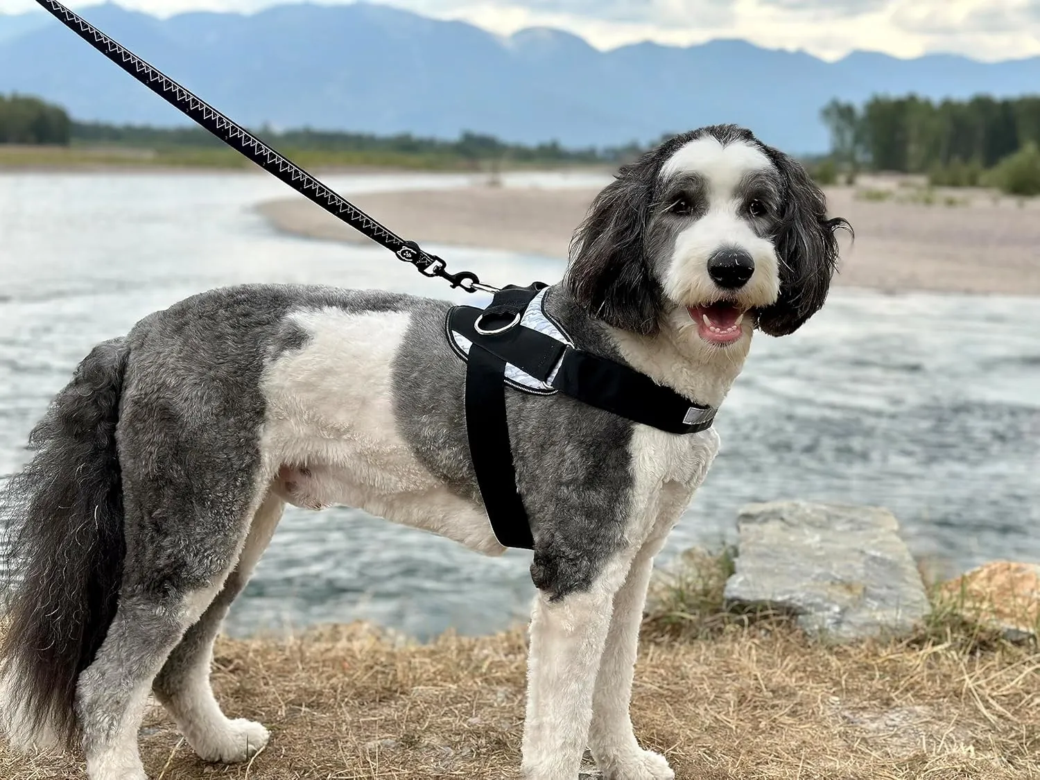 ShawnCo Essential Dog Harness, No-Pull Pet Vest with 3 Leash Clips, No Choke, Reflective, Adjustable and Padded, for Easy Walking and Training for Small, Medium and Large Dogs (Orchid, M)